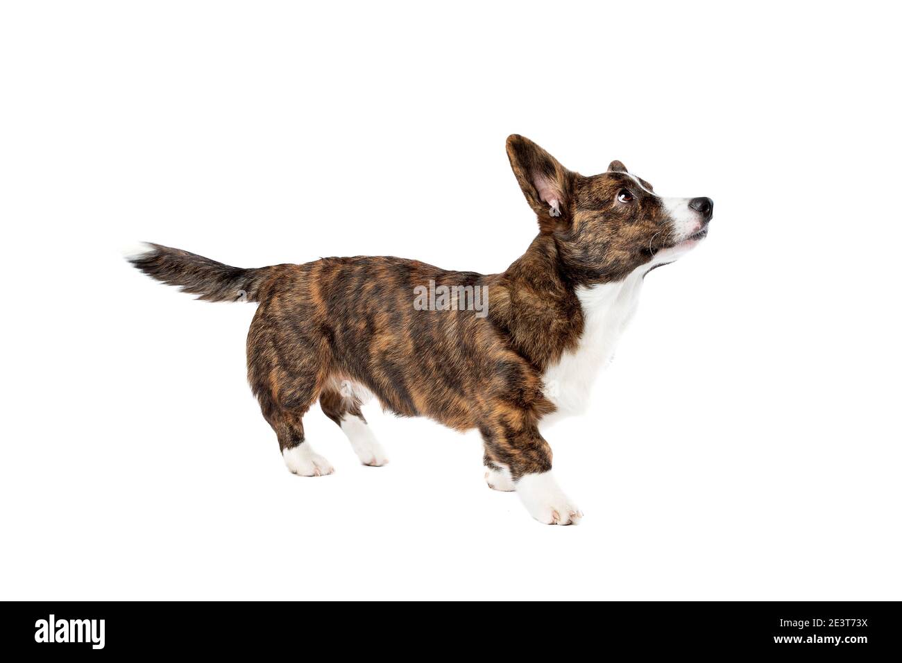 Brindle und weiß Cardigan Welsh Corgi Hund vor Ein weißer Hintergrund Stockfoto