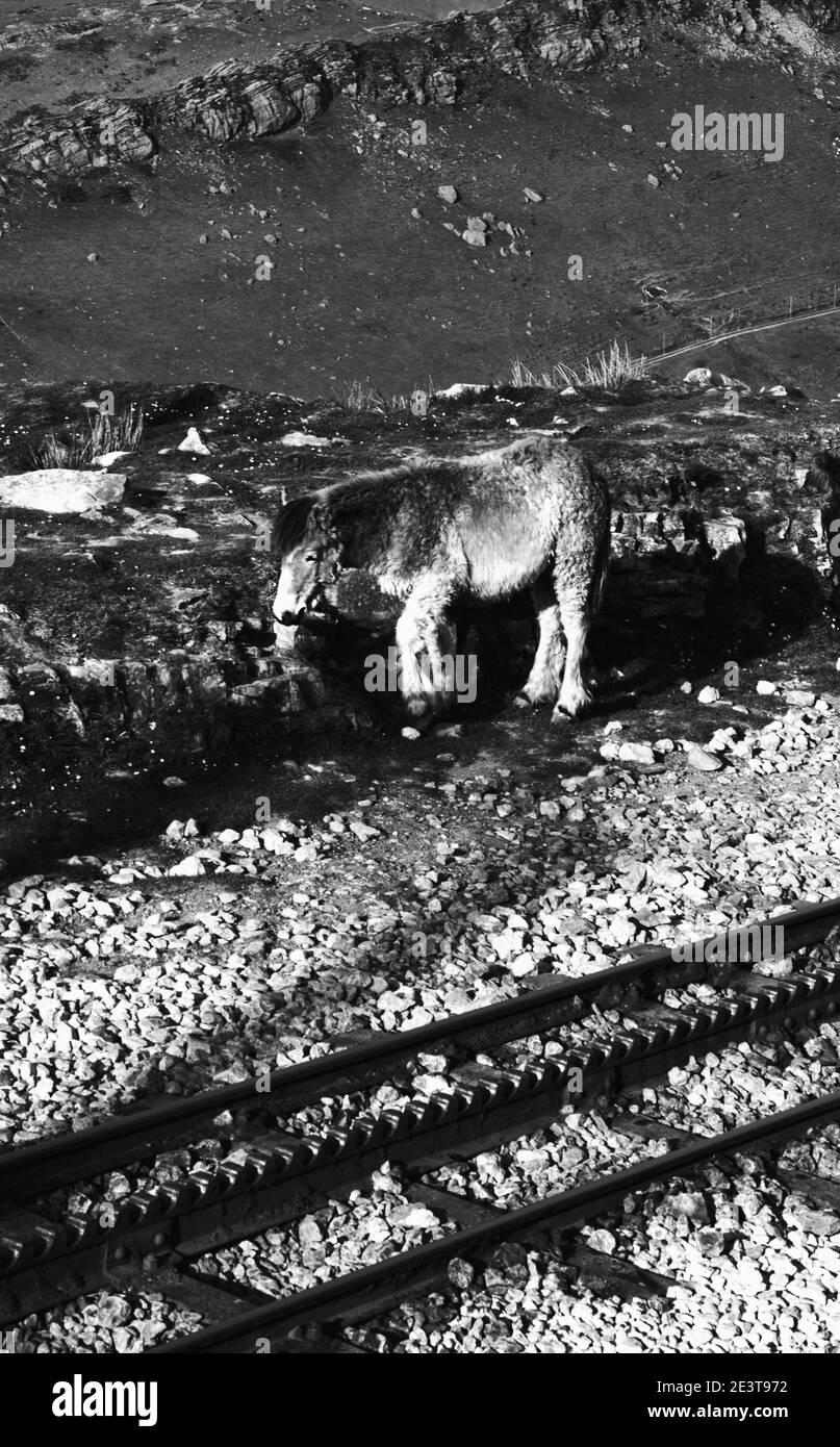 Wildes Pony zu Fuß in der Nähe der Zahnradbahn am Berg La Rhune. Französisch Baskenland. Frankreich. Historisches Foto in Schwarzweiß Stockfoto