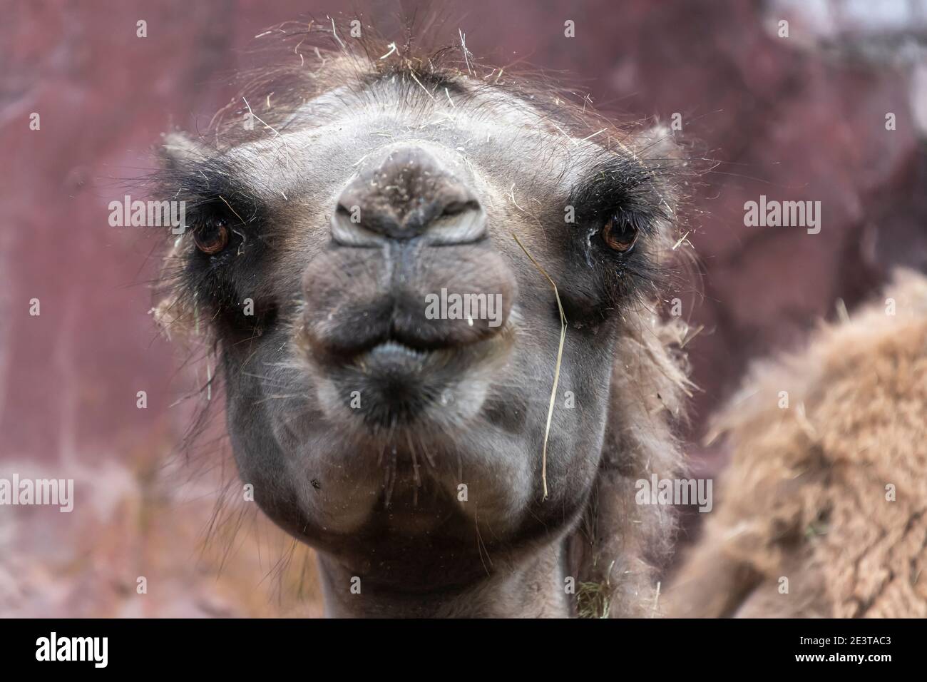 Frontalansicht eines haarigen Kopfes einer Kamelkamelie Bactrianus mit großen Augen und Wimpern Stockfoto