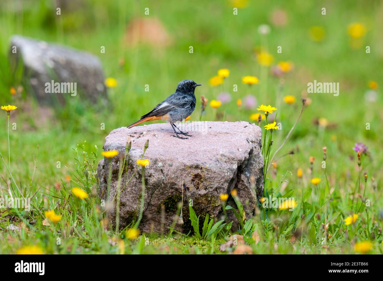 Ein erwachsener männlicher schwarzer Rottanz (Phoenicurus ochruros) Auf einem Felsen gelegen, umgeben von Löwenzahn und Klee Eine Wildblumenwiese im Mitteltal in der B Stockfoto