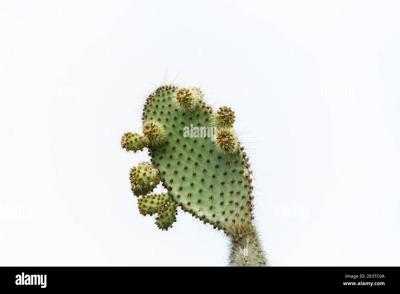 Nahaufnahme eines Kaktus mit Kaktus aus Kaktus (Opuntia echios var. echios) auf Dragon Hill, Santa Cruz Island, Galapagos Islands, Ecuador, Südamerika Stockfoto