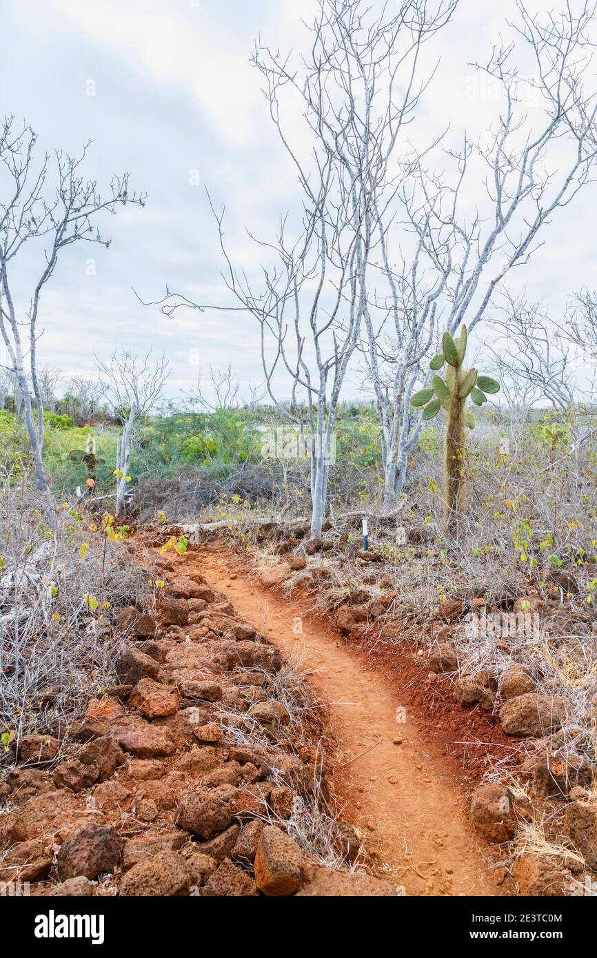 Grober, mit Felsbrocken übersäter Feldweg durch die typische Trockenlandschaft in Dragon Hill, Santa Cruz Island, Galapagos Islands, Ecuador, Südamerika Stockfoto