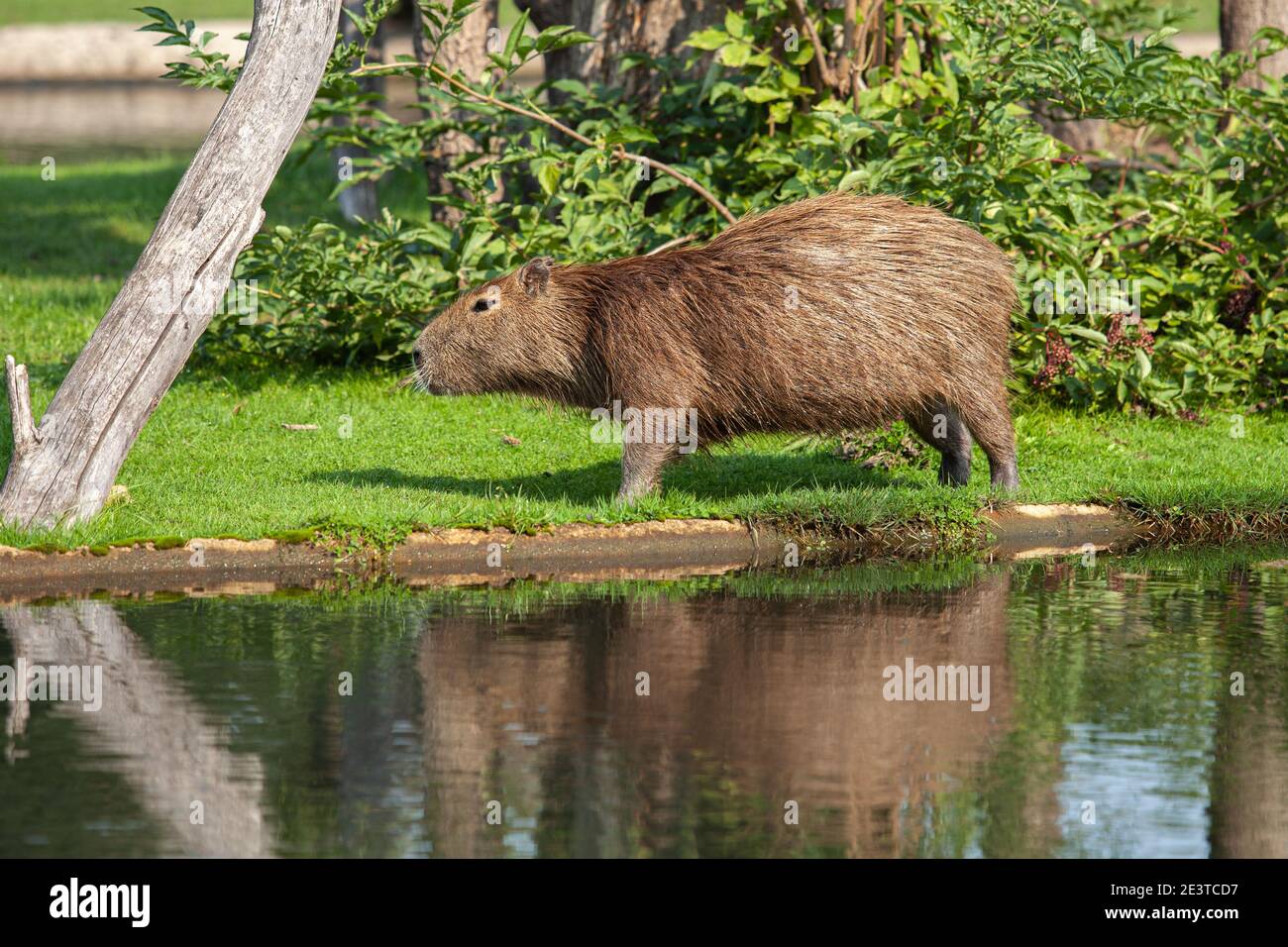 Capybara am Stausee. Tiere im Serengeti Zoo in Deutschland. Stockfoto