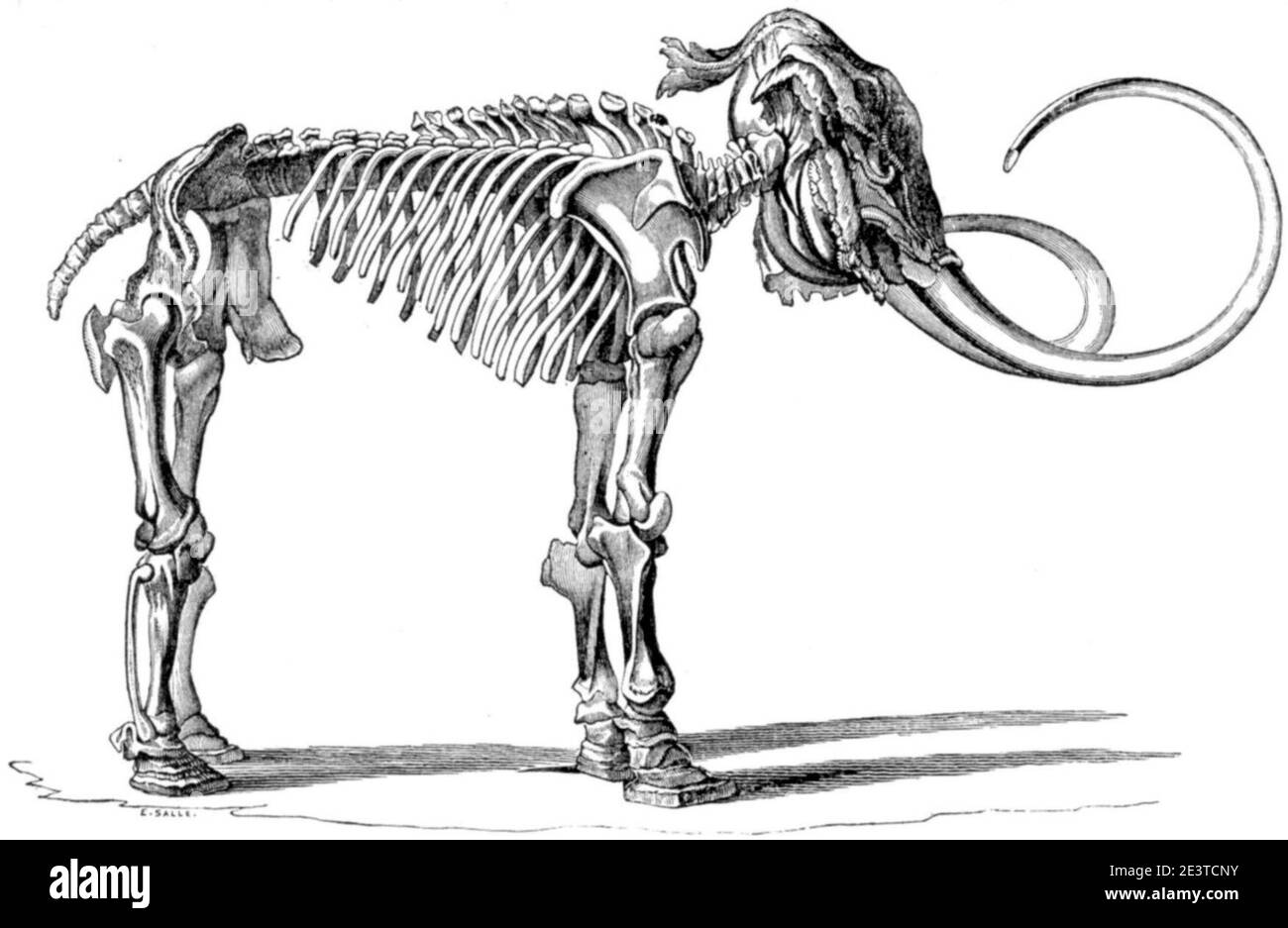 Mammuthus primigenius. Stockfoto