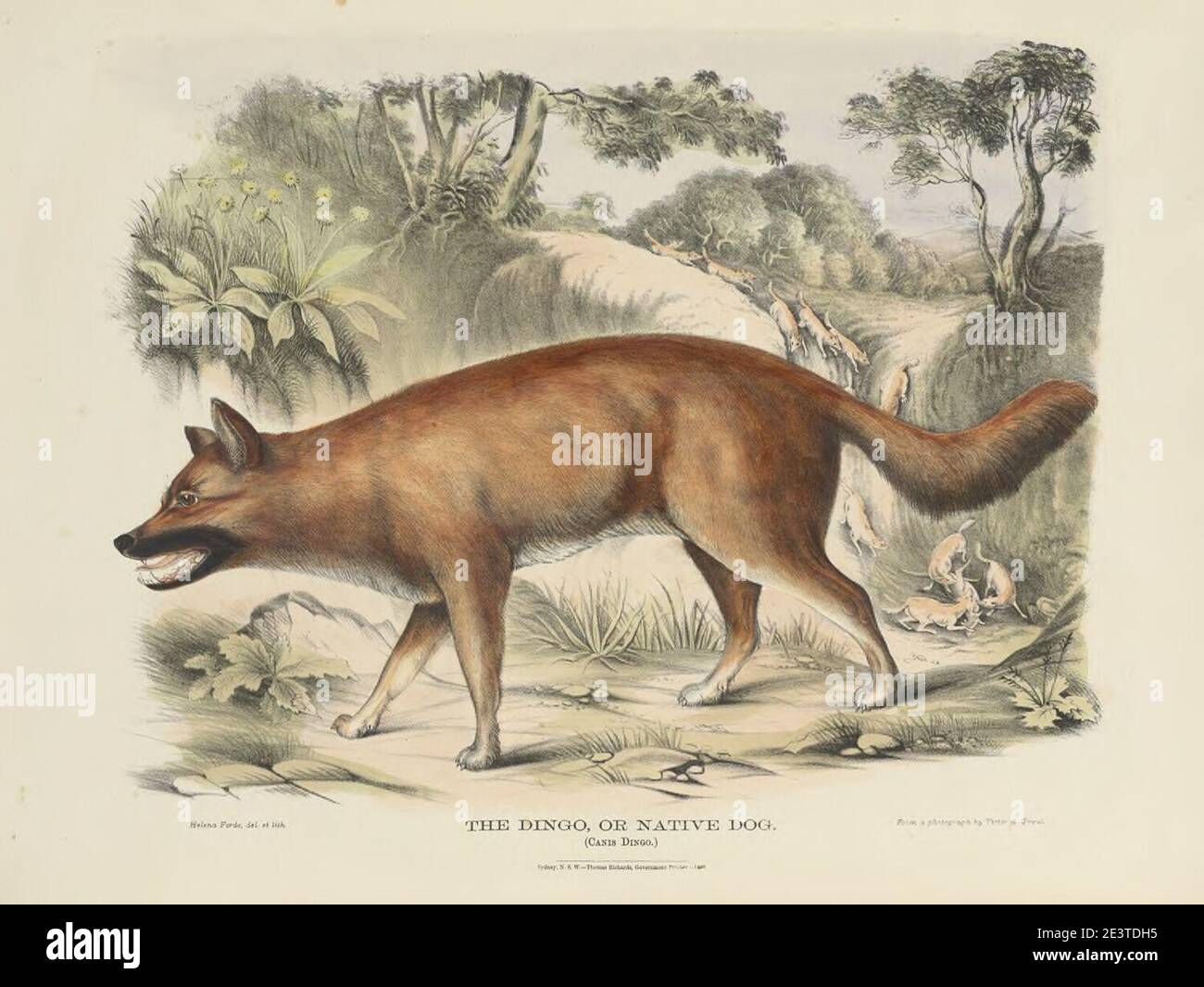 Säugetiere Australiens (Krefft) NLA.obj-33627803-2 der Dingo, oder Native Dog. Stockfoto