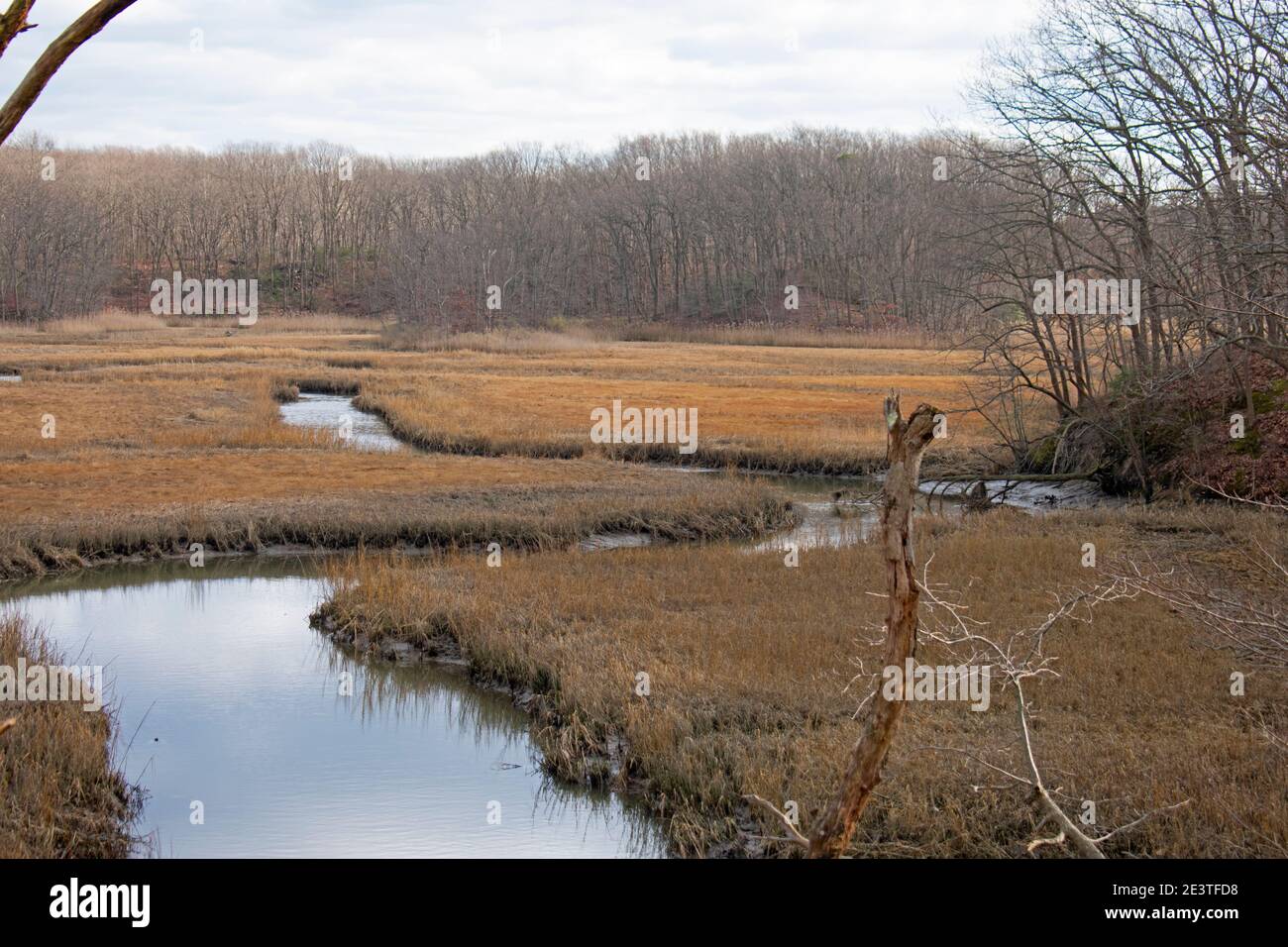 Blick auf Sumpfland und verwinkelte Bäche entlang des Arrowsmith Trail im Cheesequake State Park, New Jersey, USA -02 Stockfoto