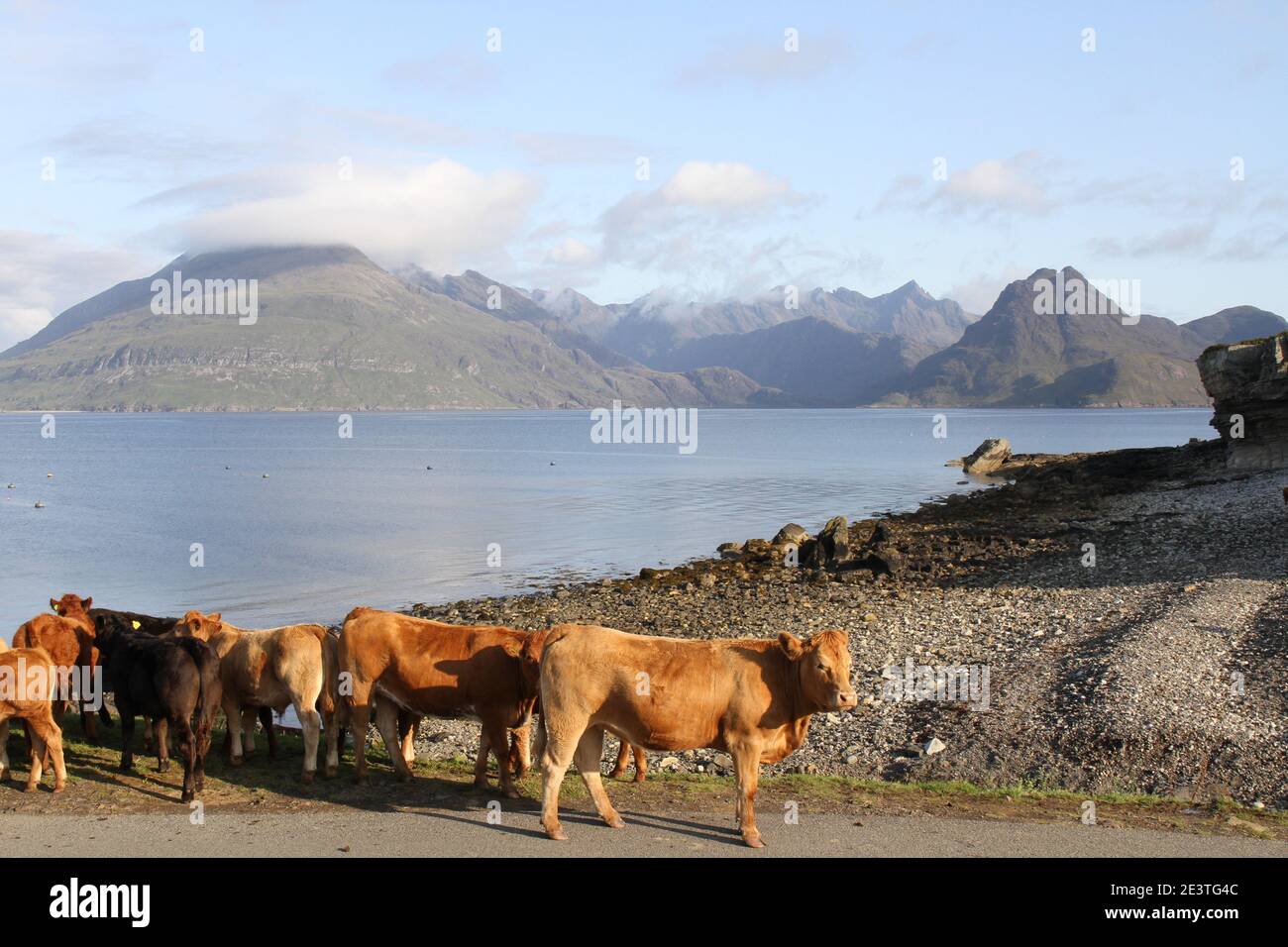 Viehzucht auf dem Strandparkplatz in Elgol, Loch Scavaig und den Black Cuillin Mountains als Kulisse, Isle of Skye, Inner Hebrides, Schottland, Großbritannien. Stockfoto