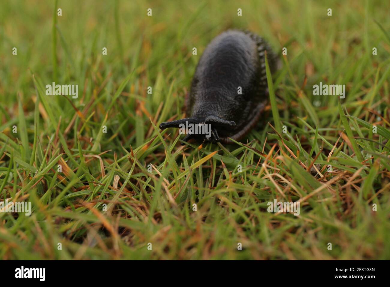Greater Black Slug ( Arion ater agg) durch grünes Gras mit ausgestreckten Augenstielen bewegen, Elan Valley, Wales, Großbritannien. Stockfoto