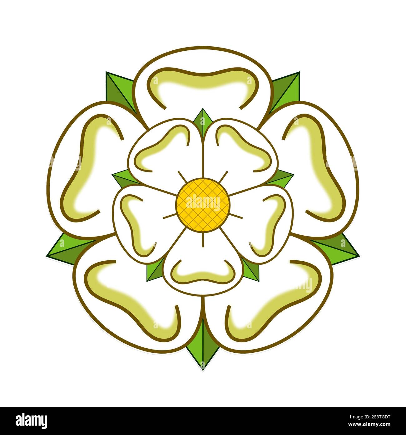 Weiße Rose von York symbolisiert die Grafschaft Yorkshire Stockfoto