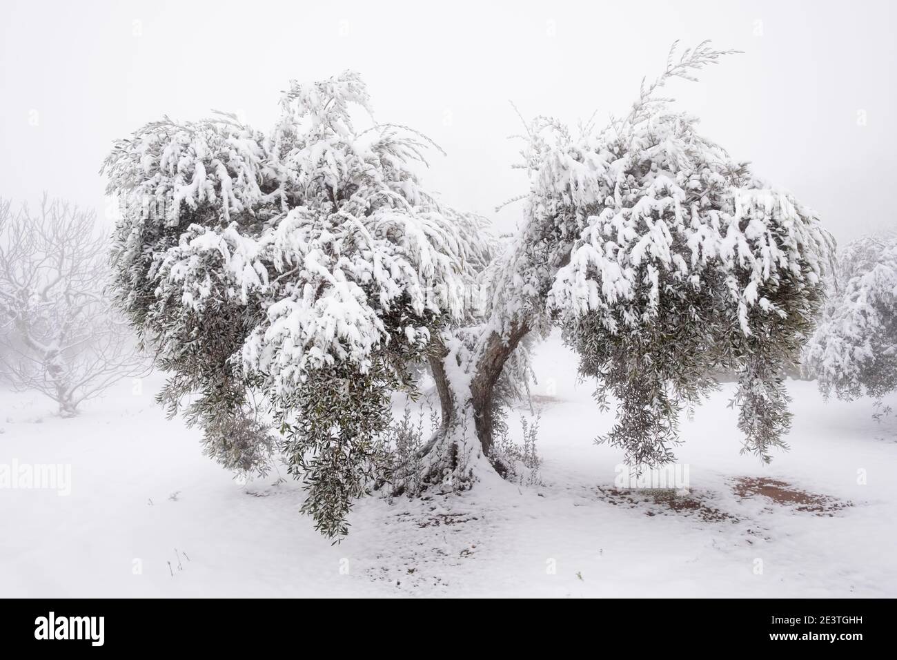 Ein ungewöhnliches Bild eines großen alten Olivenbaums mit einer dicken Schneeschicht bedeckt, Konzept für den Klimawandel. Spanien, Extremadura Stockfoto