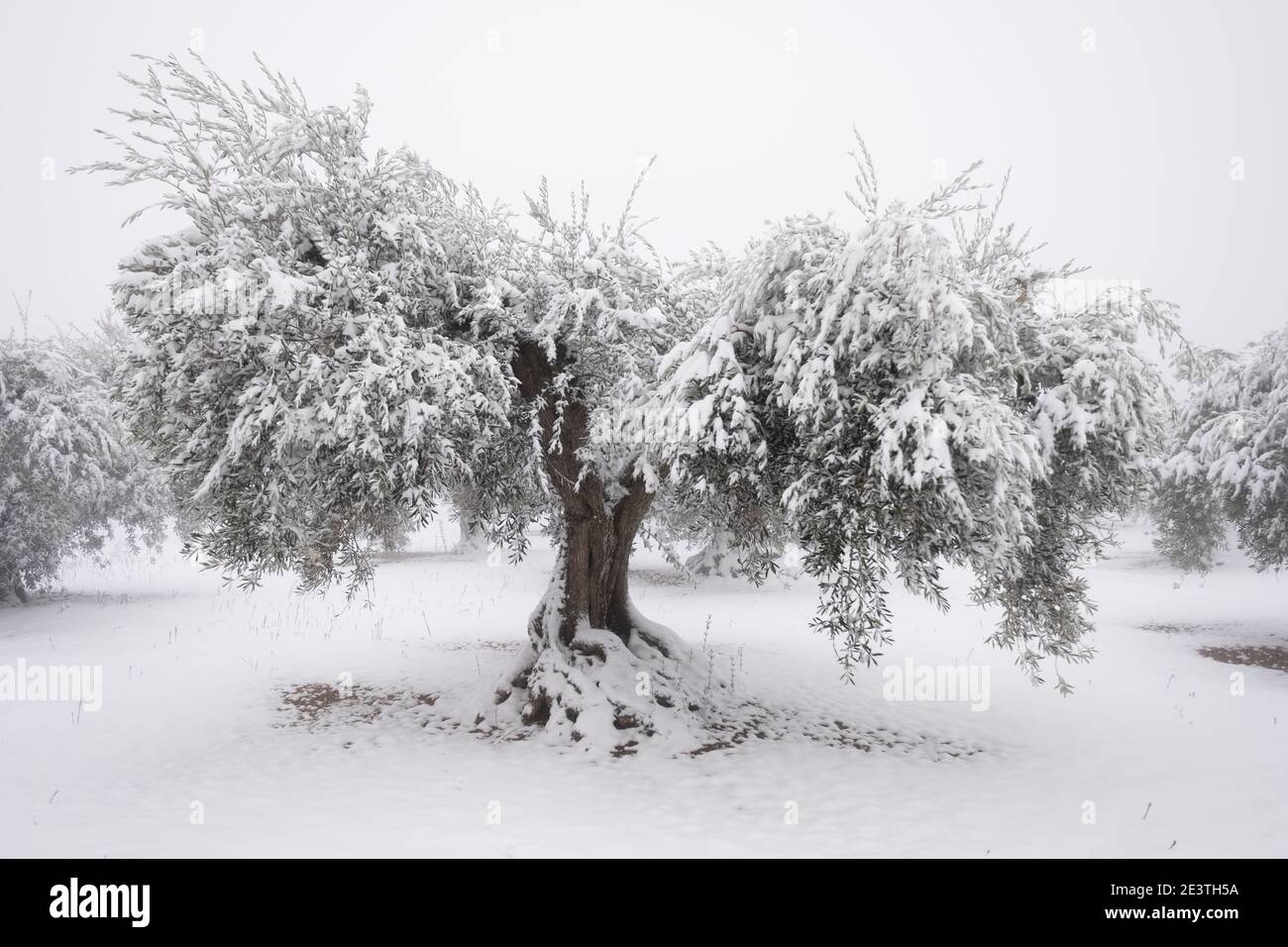 Ein ungewöhnliches Bild eines großen alten Olivenbaums mit einer dicken Schneeschicht bedeckt, Konzept für den Klimawandel. Spanien, Extremadura Stockfoto
