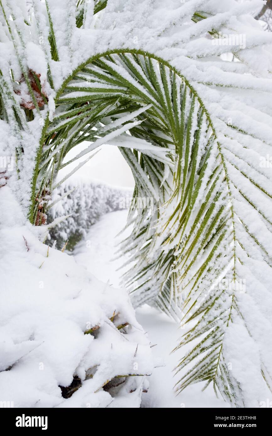 Ein ungewöhnliches Bild eines Palmblattes, komplett von einer dicken Schneeschicht gebogen, Konzept für den Klimawandel. Spanien, extremadura. Stockfoto