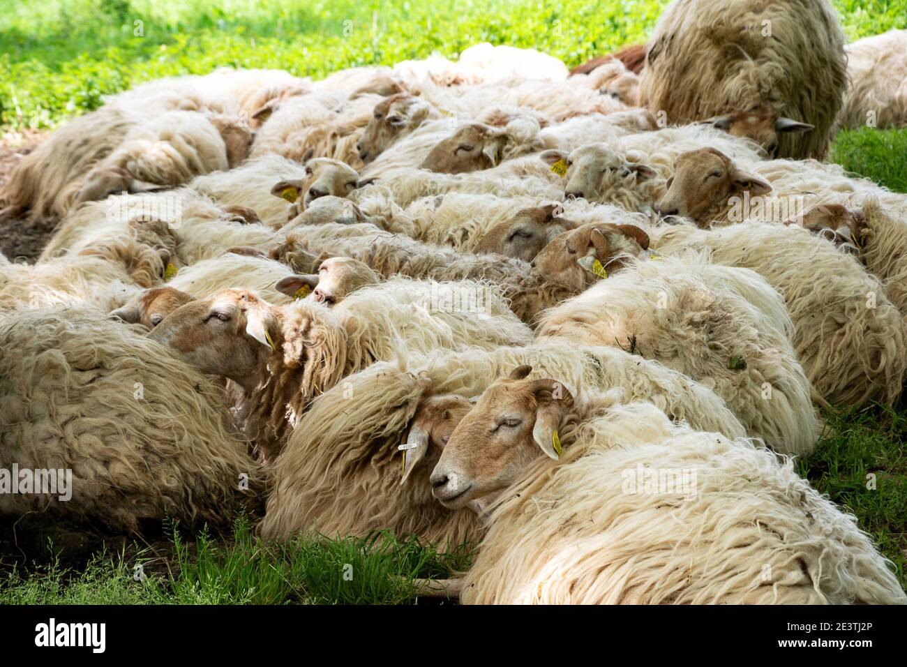 Schafe. Siesta. Entspannendes, sorgenfrei Konzept. Stockfoto