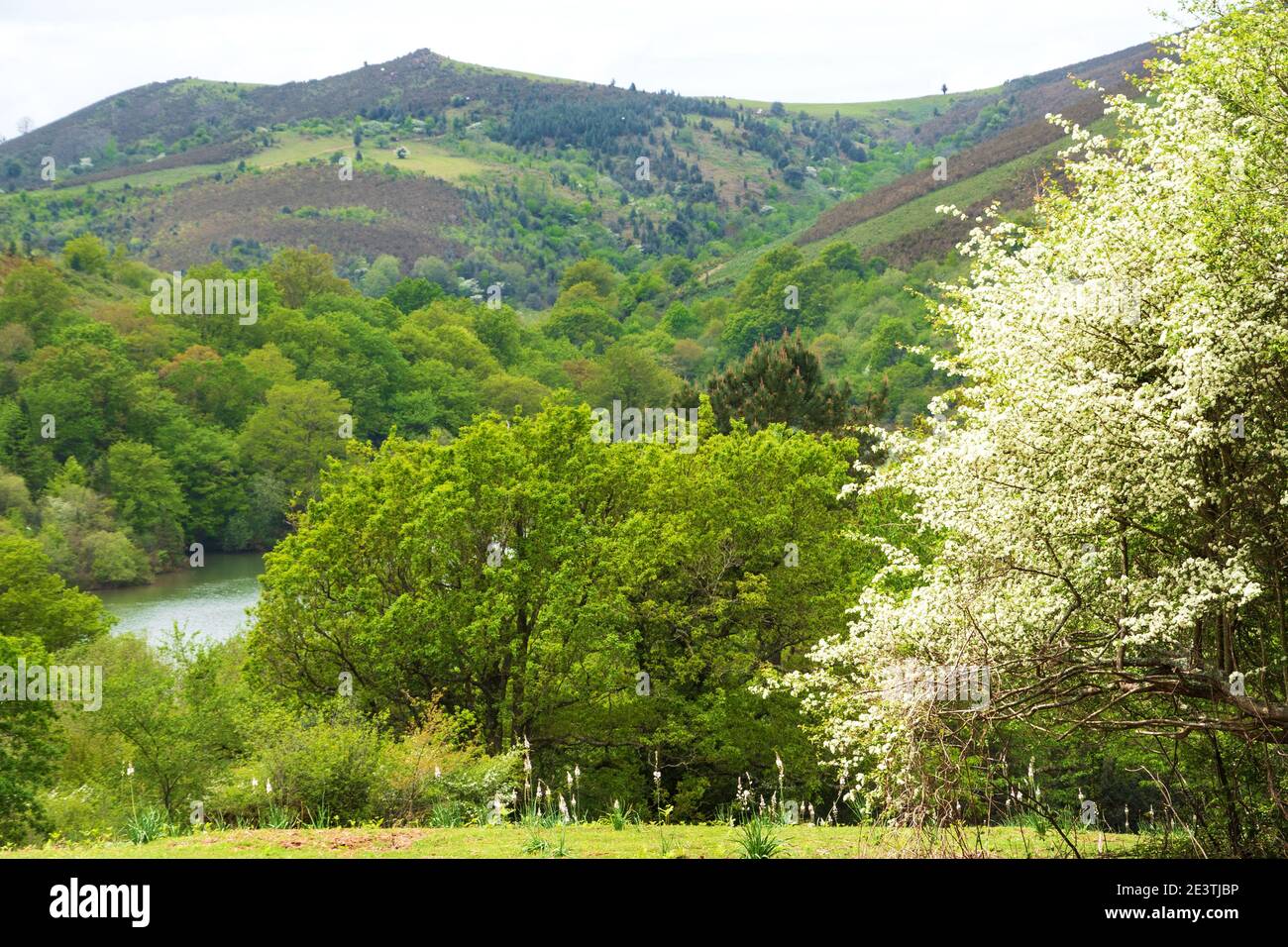 Frühlingslandschaft im Baskenland an der Grenze zwischen Frankreich und Spanien. Die Vegetation ist nach einem Waldbrand teilweise tot und teilweise wieder gesund. Stockfoto