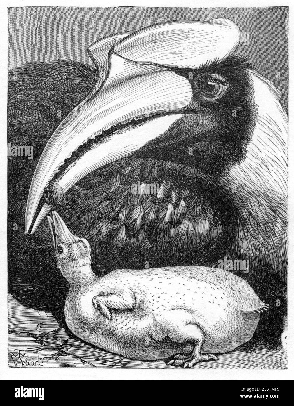 Hornbill Des Malaiischen Archipels. Stockfoto