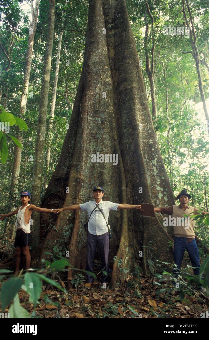 Umweltschutz, große tropische Laubbäume aus dem Amazonas-Regenwald im Chico Mendes Extractive Reserve in Acre State, Brasilien. Stockfoto