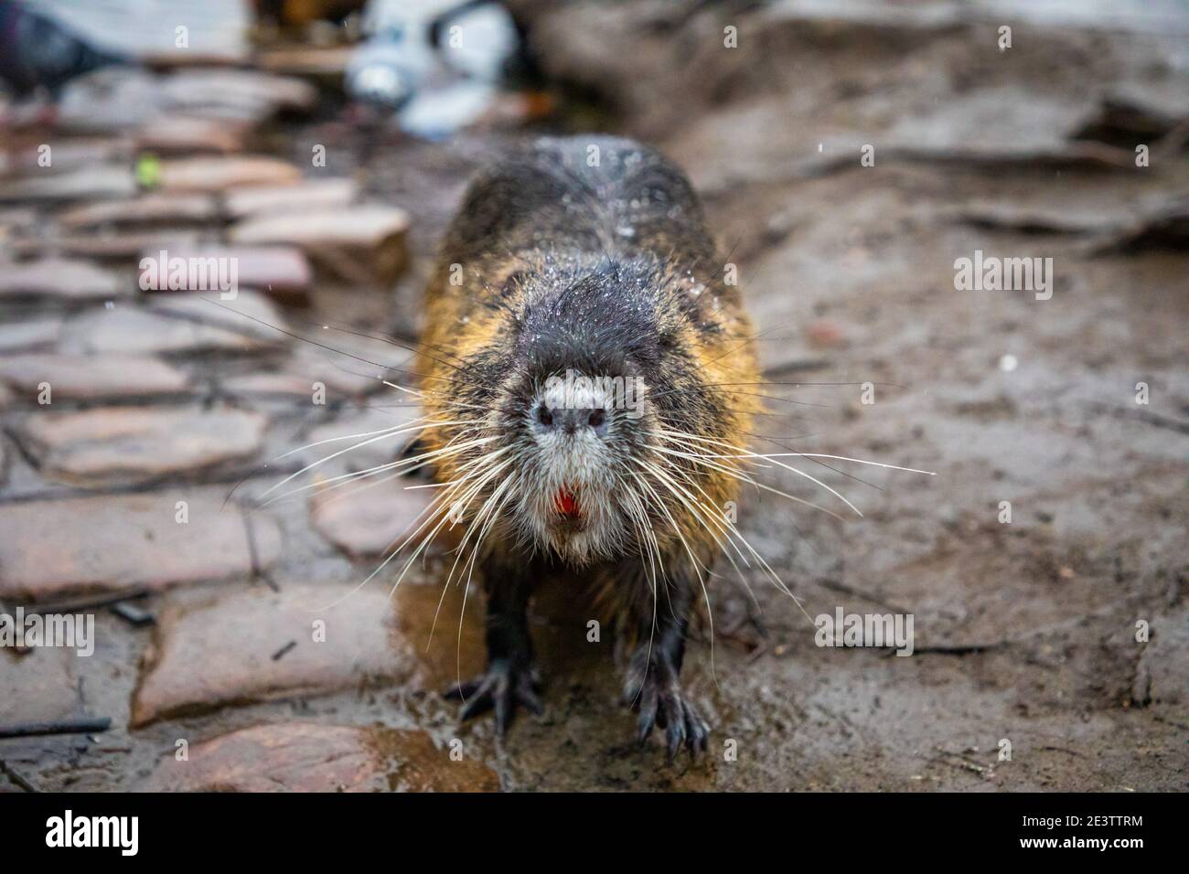 Nutria im Wasser der Moldau auf der Karlsbrücke backgrond in Prag, Tschechische republik Stockfoto