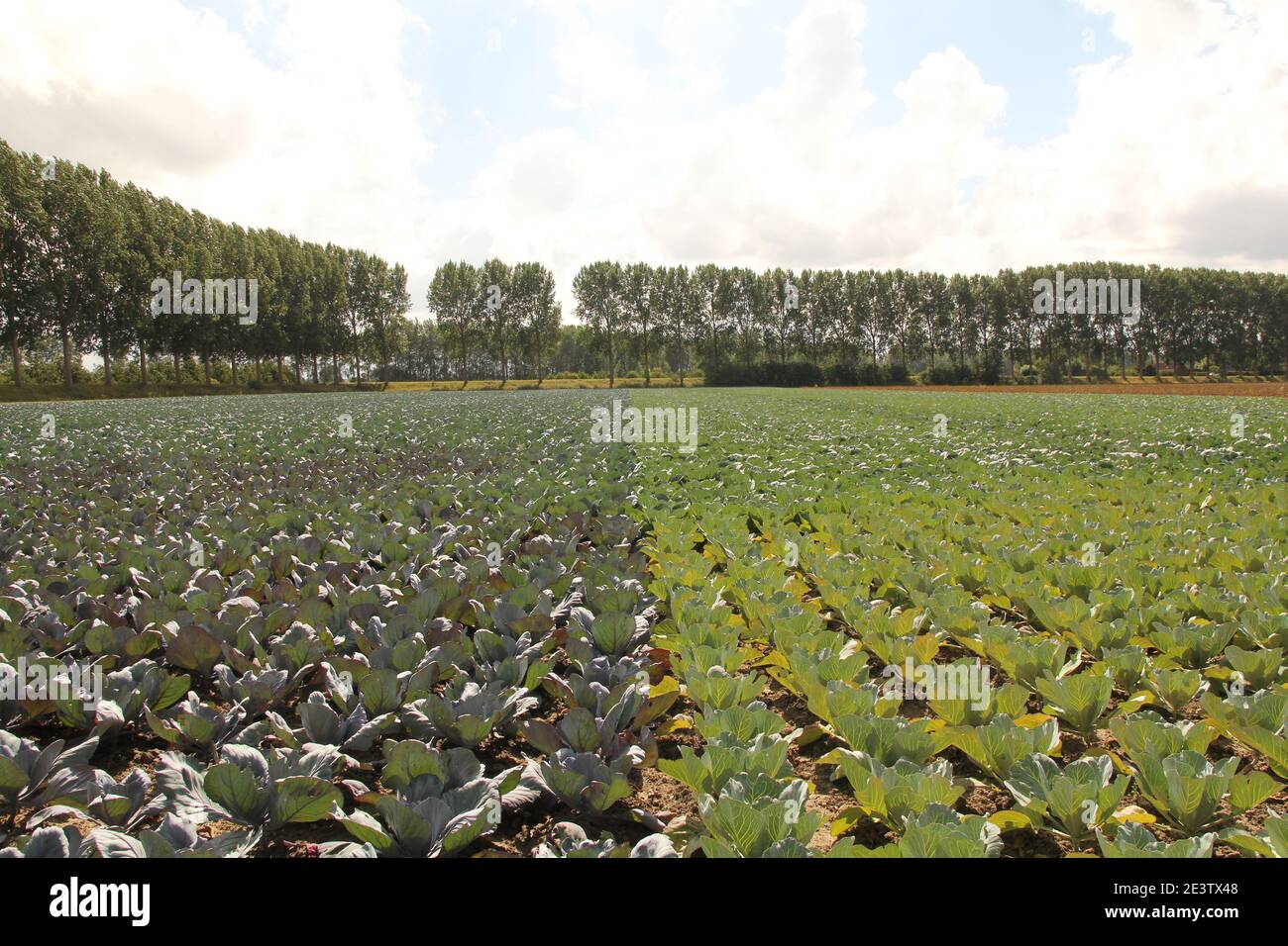 Ein großes Feld mit biologischen roten und weißen Kohl und Eine Reihe von Bäumen in der niederländischen Landschaft in zeeland Im Sommer Stockfoto