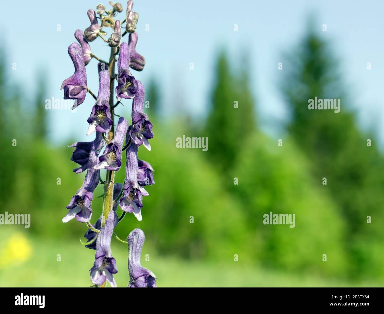 Blütenstand von extrem giftig von wildem Delphinium (Aconite exelsum - A. septentrionale Koelle) auf einem grünen Waldgrund auf einem sonnigen Sommertag Stockfoto