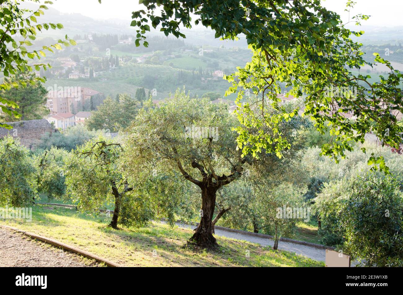 Eine große Olivenbäume in einem Hügel. Toskana. Stockfoto