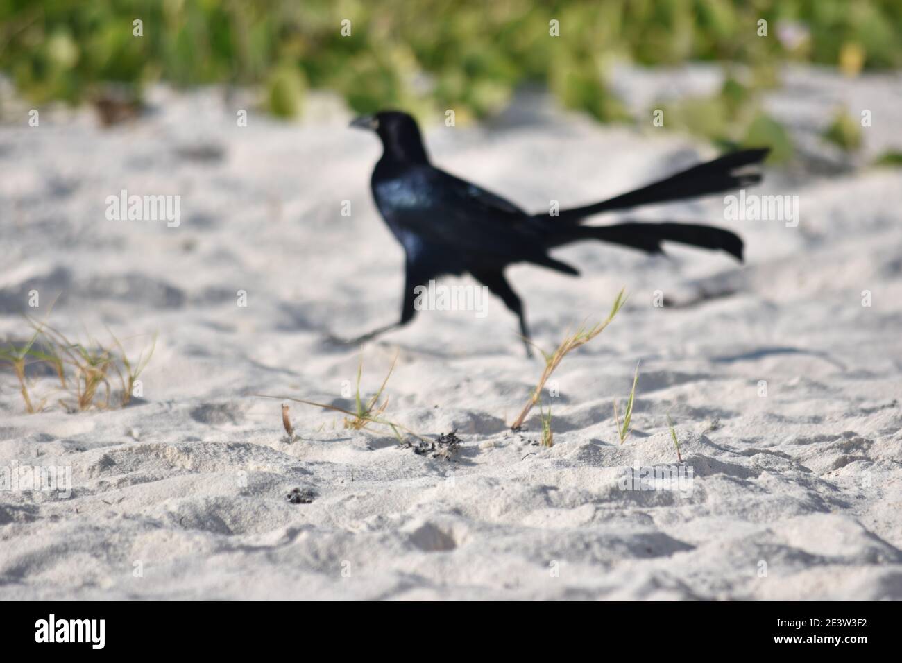 Fließender Vogel auf dem Sand eines Strandes der Karibik, Yucatan, Mexiko Stockfoto
