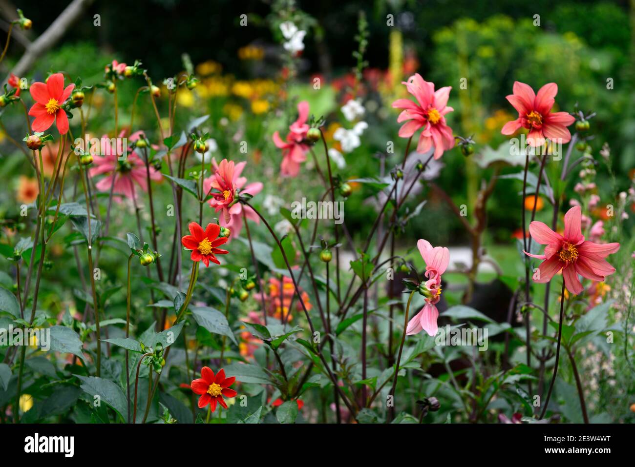 dahlien, einzelne Dahlien, Sämling, orange Aprikosenblume, orange Aprikosenblüten, Dahlienblüten, Dahlienblüten, Blüte, RM floral Stockfoto