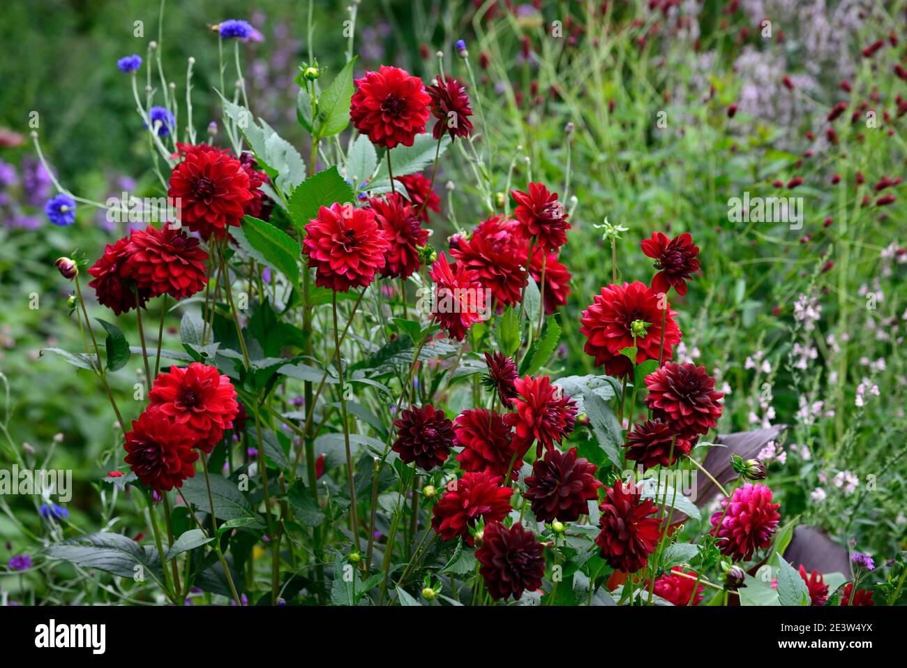 Dahlie arabische Nacht, dunkel rot, Schokolade, Blumen, Blumen, Blüte, Dahlien, RM Floral Stockfoto