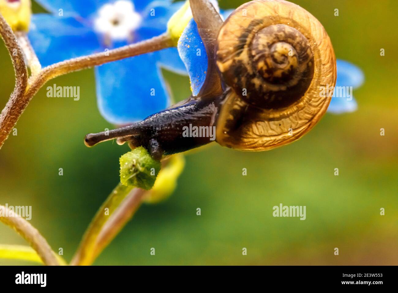 Schnecke Nahaufnahme Porträt. Kleine Schnecke in Schale kriechen auf Blume und grünes Blatt im Garten. Inspirierende natürliche Blumen Frühling oder Sommer Hintergrund. L Stockfoto