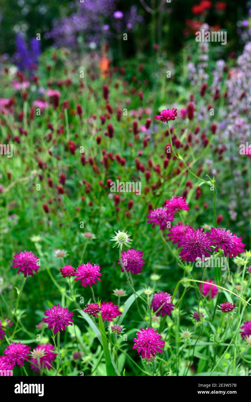 Knautia macedonica, scabious, Nadelkissen, lila rosa Blumen, Blume, Blüte, Wildblumen, Garten, Gärten, Tierfreundlich, RM Floral Stockfoto