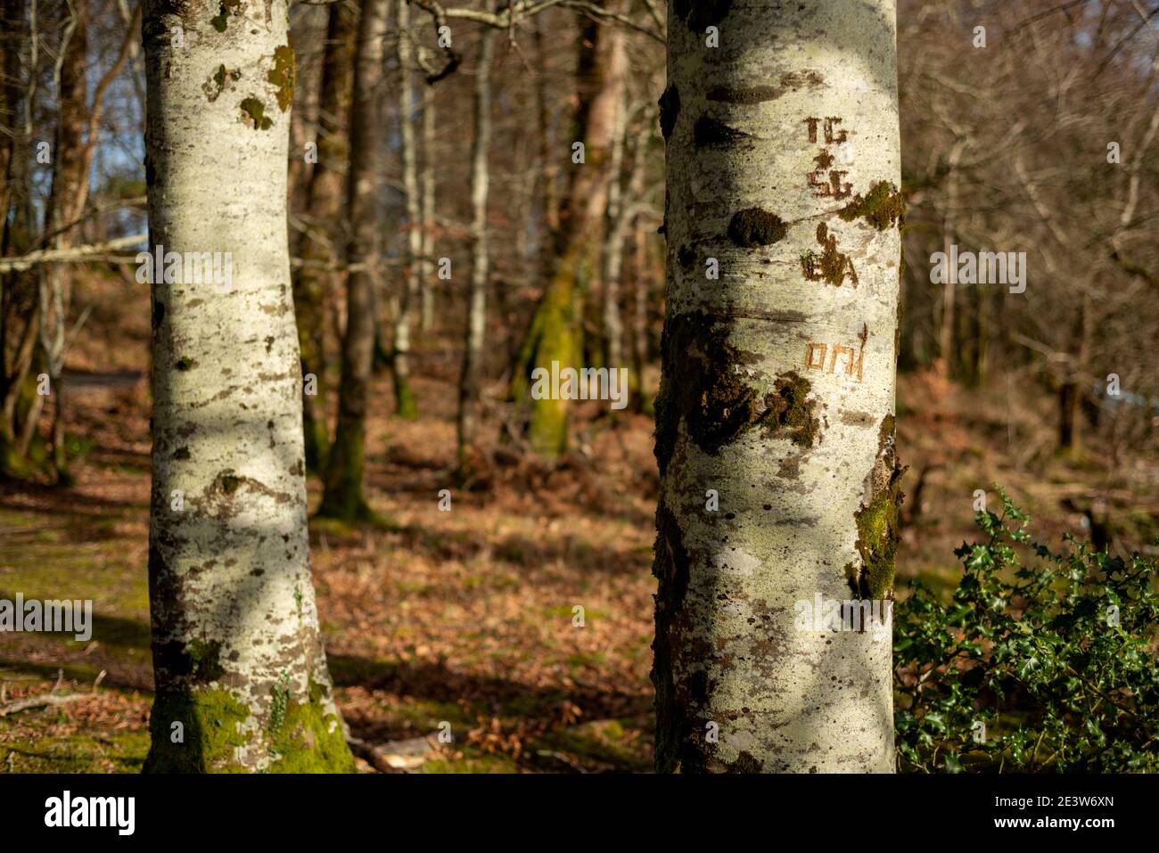 Geschnitzte Namen in kyrillischen Buchstaben auf Buche. Geschnitzte Buchstaben in Buche auf Ross Island, Killarney National Park, County Kerry, Irland. Stockfoto