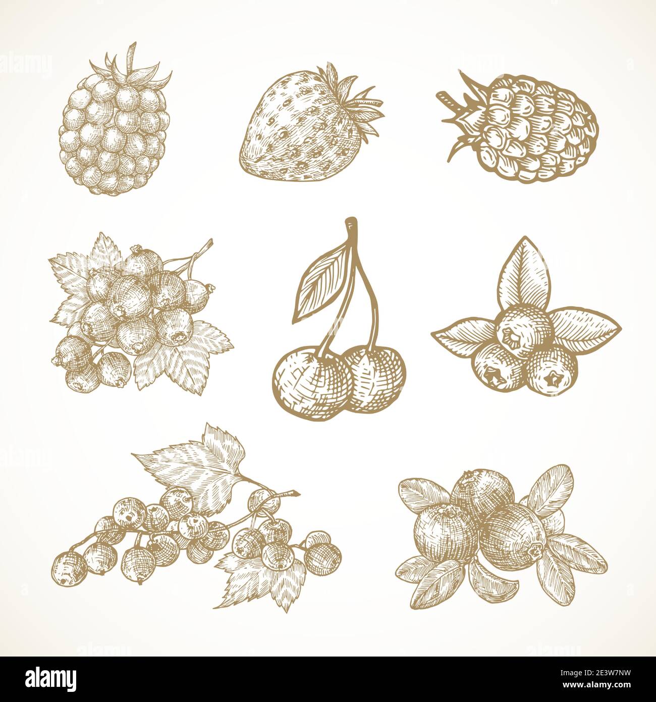 Handgezeichnete Beeren Vektor Illustrationen Kollektion. Cherry, Red-Ribes, Currant, Cranberry, Strawberry und Holunderbeere Skizzen Set. Natürliche Lebensmittel Stock Vektor