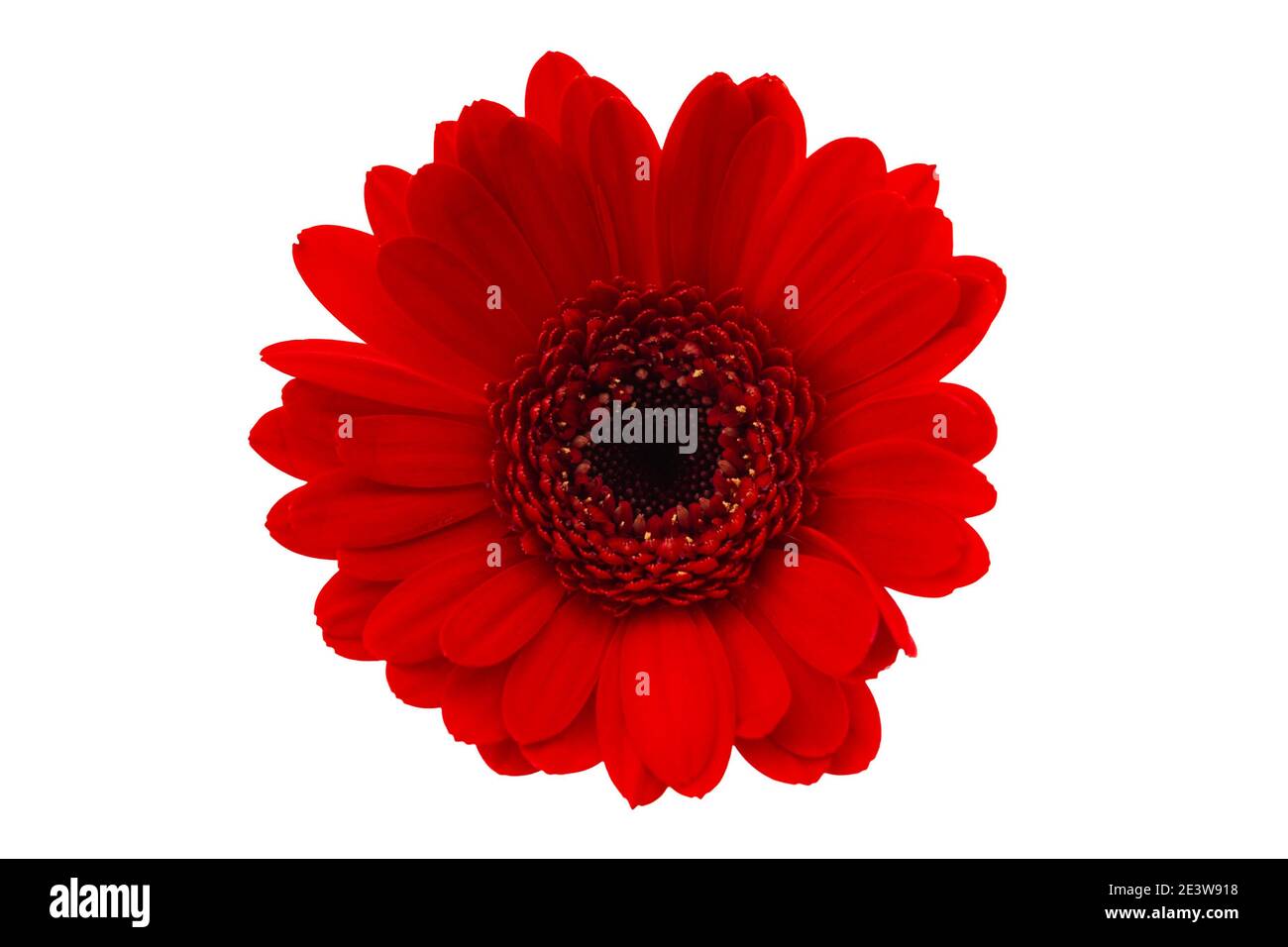 Saisonale Blume und romantische Geschenk-Konzept Thema mit Nahaufnahme Auf roter Gerbera Gänseblümchen isoliert auf weißem Hintergrund mit einem Ausschnitt des Clippfads Stockfoto