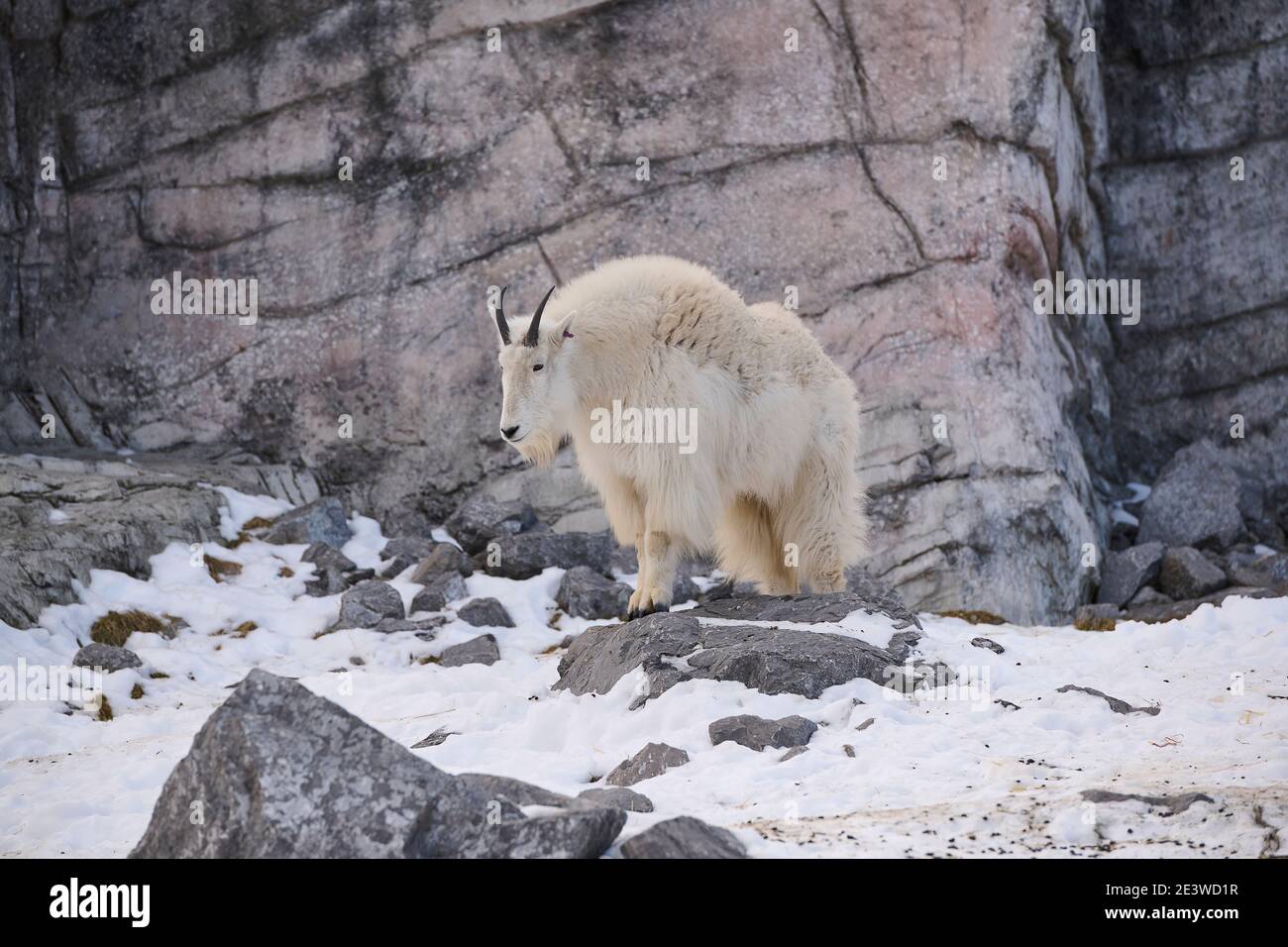 Bergziege (Oreamnos americanus), Calgary, Calgary Zoo, Alberta, Kanada Stockfoto