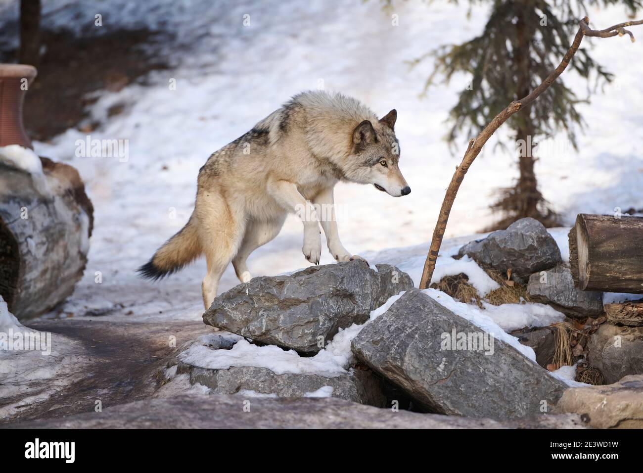 Wolf (Canis lupus), Calgary, Calgary Zoo, Alberta, Kanada Stockfoto