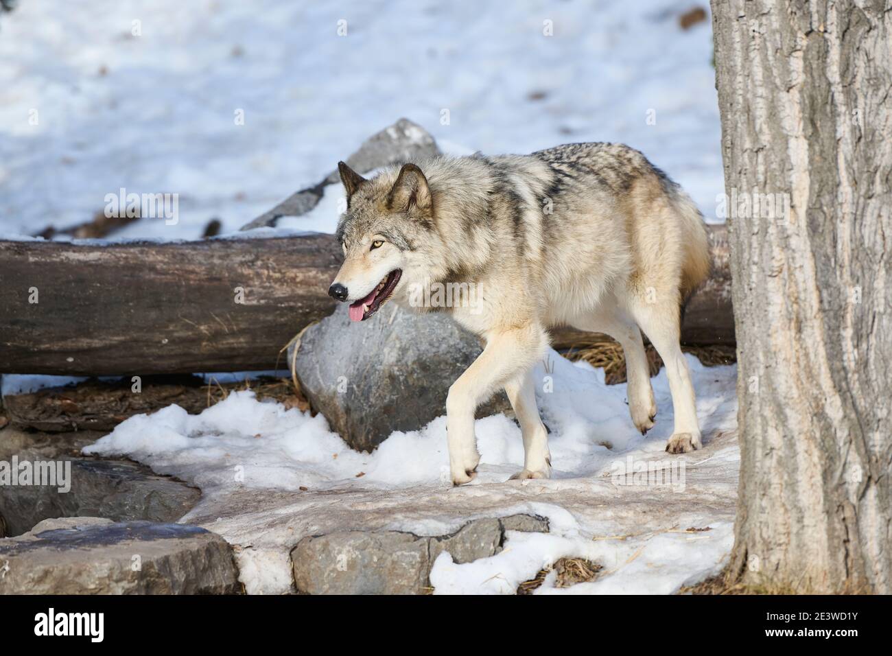 Wolf (Canis lupus), Calgary, Calgary Zoo, Alberta, Kanada Stockfoto