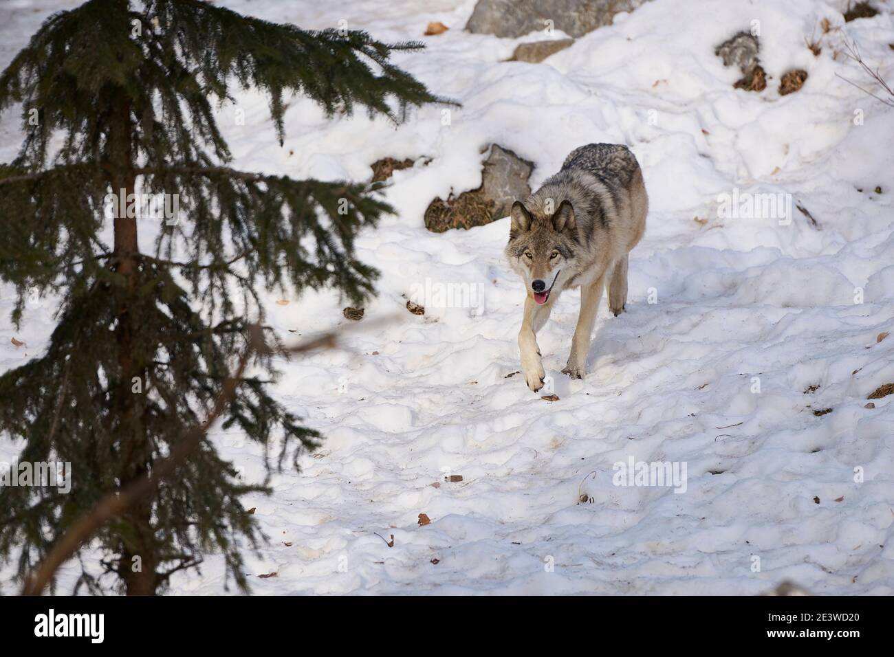 Wolf (Canis lupus), Calgary, Calgary Zoo, Alberta, Kanada Stockfoto