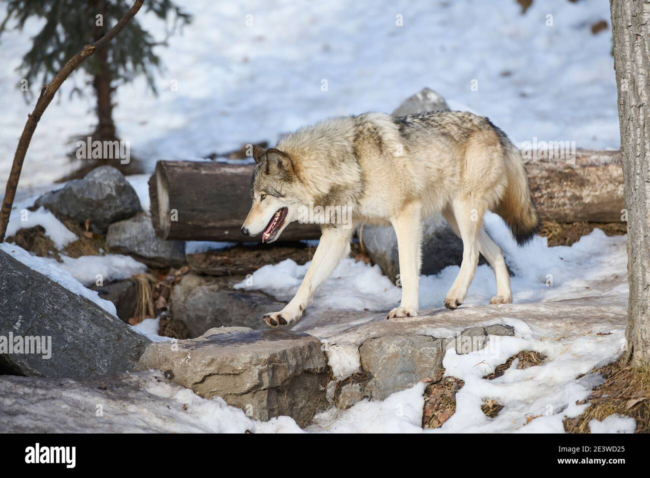 Wolf (Canis lupus), Calgary, Calgary Zoo, Alberta, Kanada Stockfoto