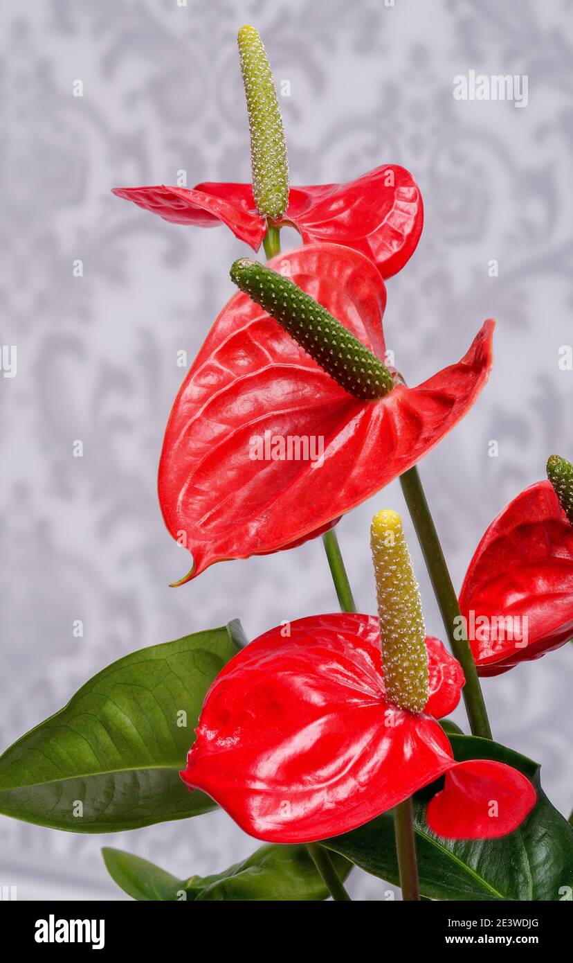 Anthurium, Kitnia, Anthurium Schott, schöne ornamentale rote Blume, fotografiert aus nächster Nähe vor hellem Hintergrund, Makro Stockfoto