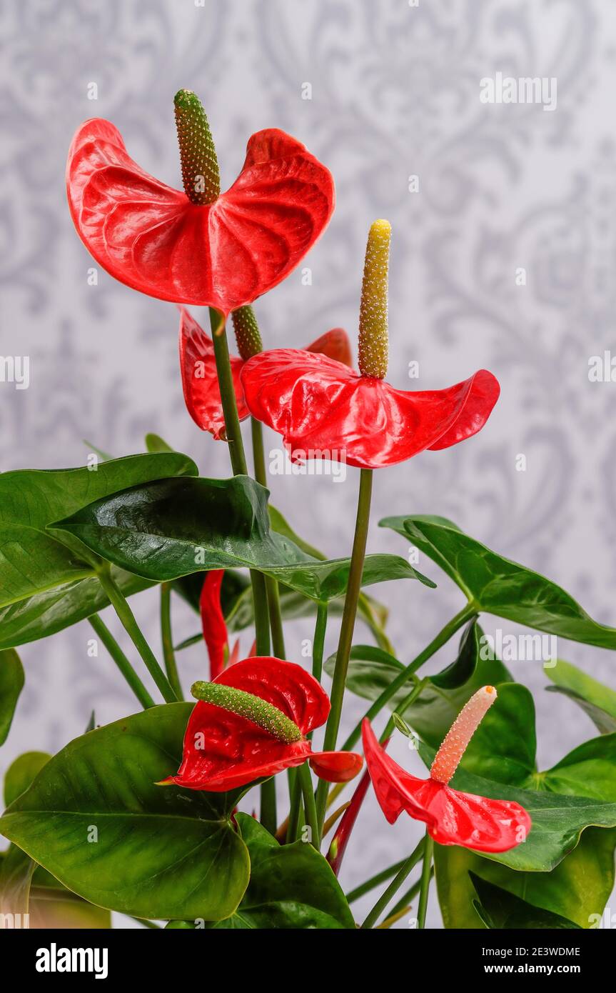 Anthurium, Kitnia, Anthurium Schott, schöne ornamentale rote Blume, fotografiert aus nächster Nähe vor hellem Hintergrund, Makro Stockfoto