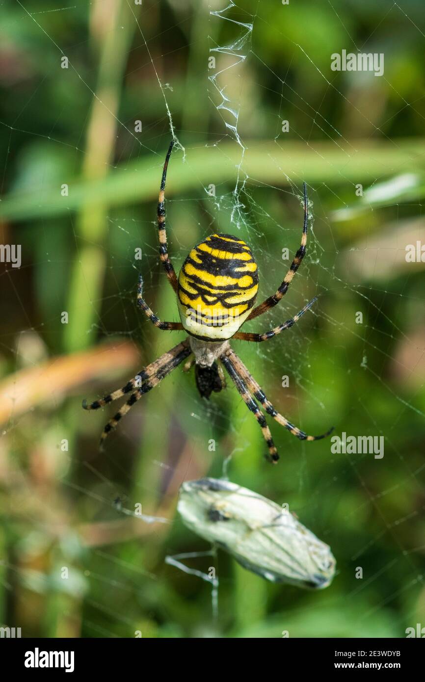 Argiope bruennichi, die Spinne der Wasp Stockfoto