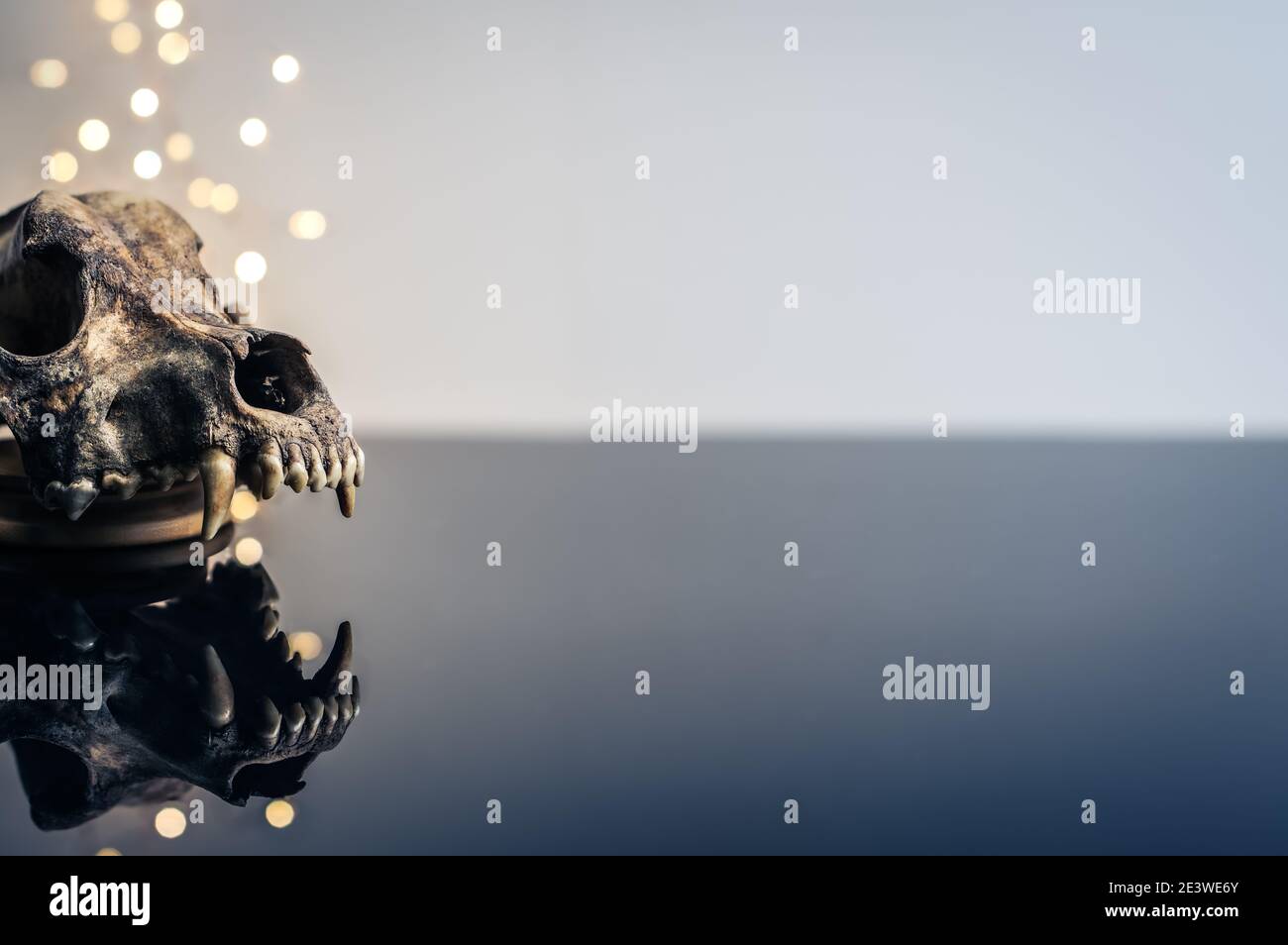 Alte Hundesammlung isoliert, mit modernem Hintergrund, Kopierraum, dunkle Hygge Stockfoto