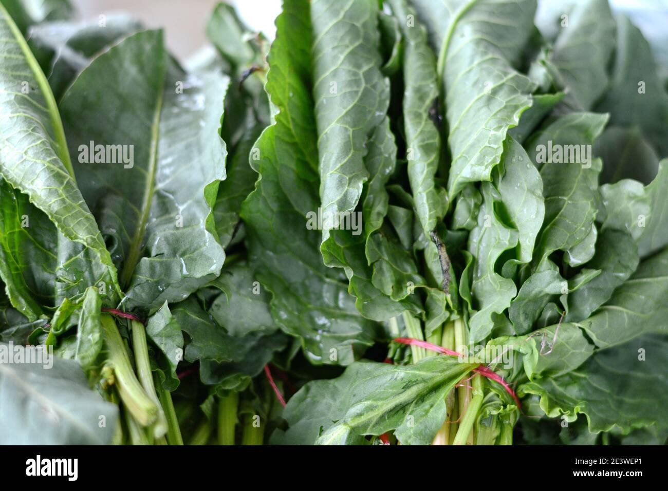 Bündel von Rumex patientia. Markt. Stockfoto