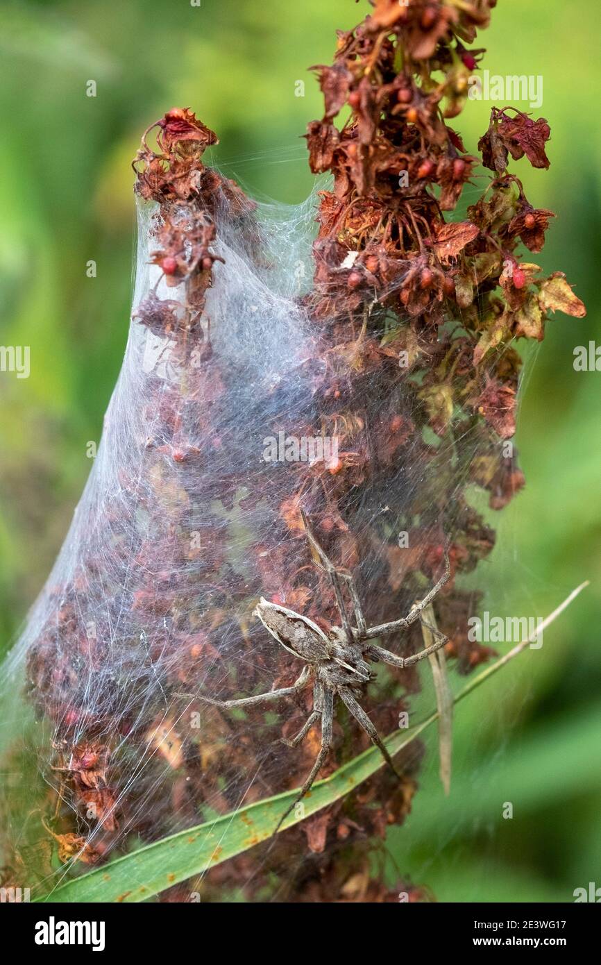 Nursery Web Spider, Pisaura mirabilis, mit seinem Zeltnetz, das die Jungen schützt Stockfoto