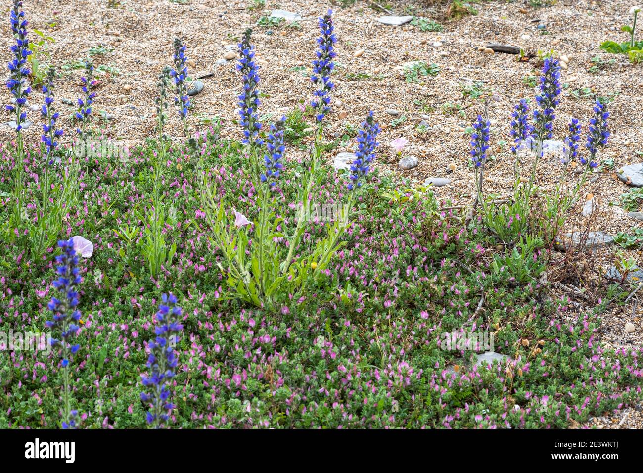 viper's bugloss, Echium vulgare, blueweed, Snake Flower und Common Resharrow Stockfoto