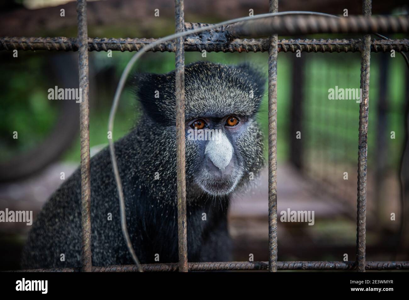 Porträt eines Cercopithecus kandti, eine Art Affe, eingesperrt in einem Käfig. Konzept der Tierrechte Stockfoto