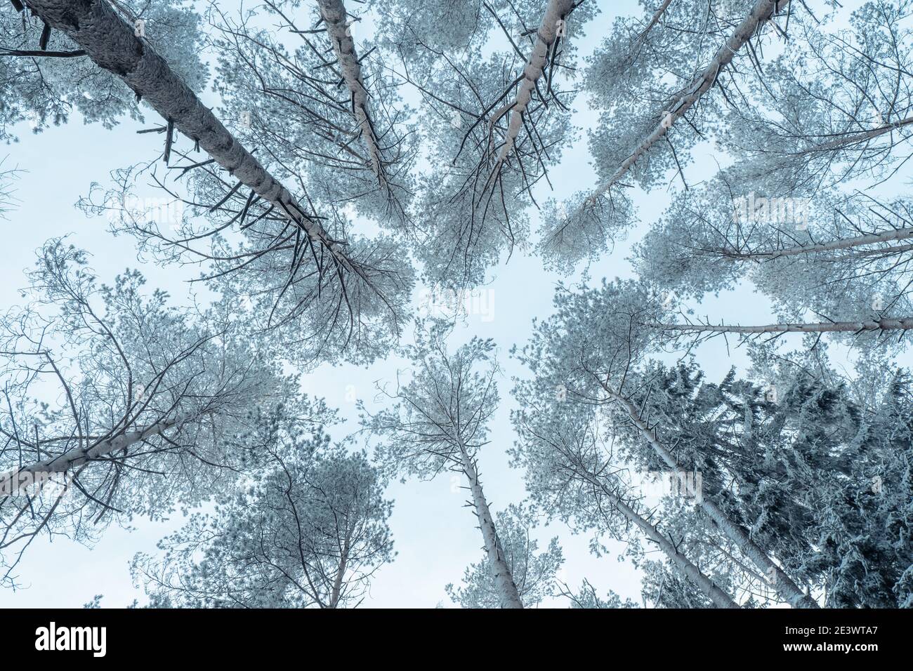 Schöne stimmungsvolle Winterlandschaft. Schneebedeckte Bäume im Wald. Ansicht von unten nach oben. Stockfoto