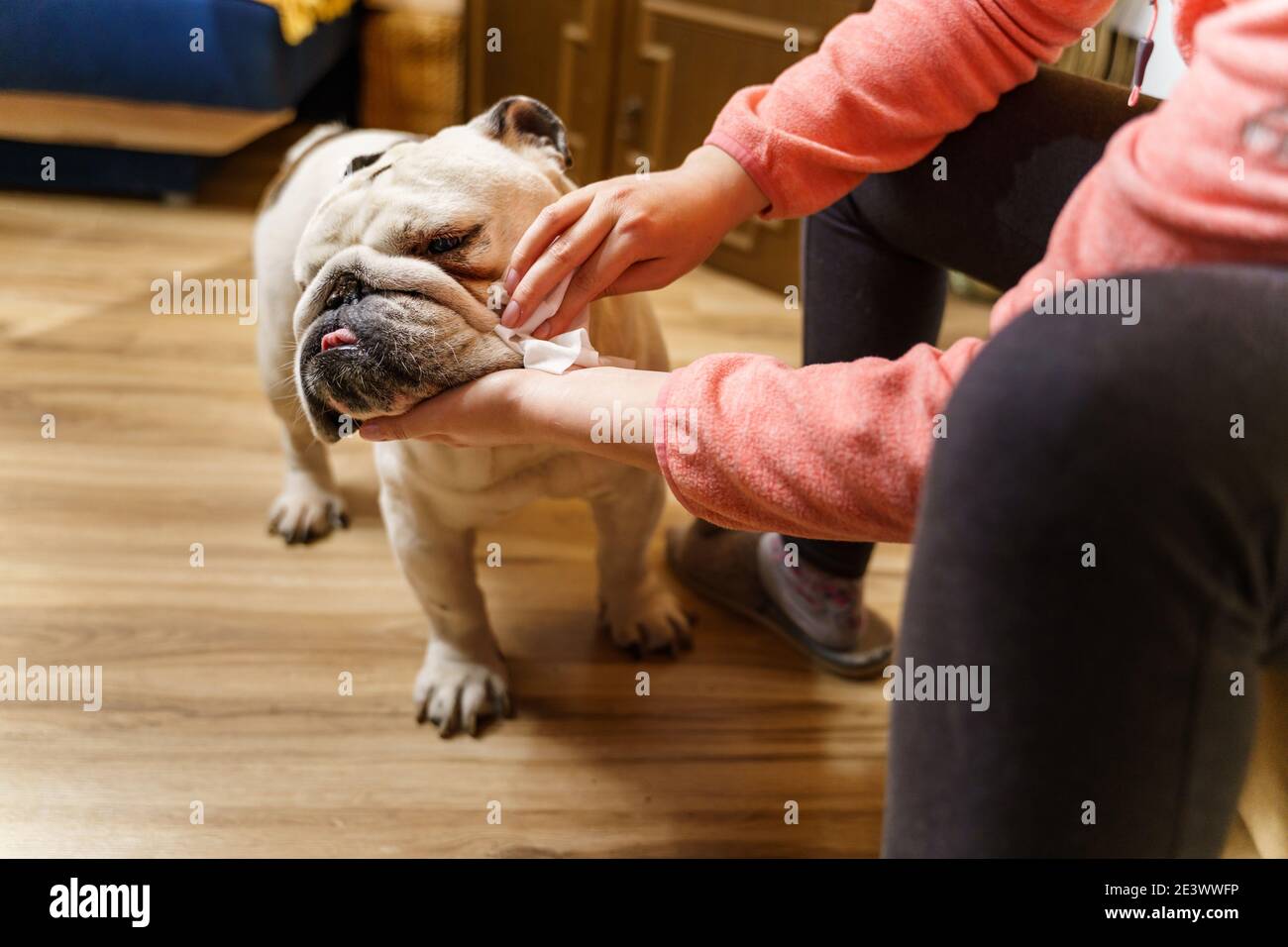 Unbekannte kaukasische Frau kümmert sich um ihren Hund - Hände Von weiblichen Mädchen mit nassen Tuch, um den Kopf zu reinigen Ihr Haustier Erwachsene ältere englische Bulldogge Stockfoto