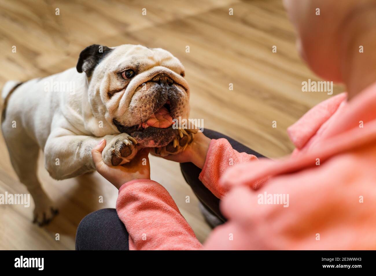 Nahaufnahme der Hände einer unbekannten kaukasischen Frau, die mit spielt Ihr Hund zu Hause - weiblich und ihr älterer alter englisch Bulldog Haustier Spaß zusammen Stockfoto