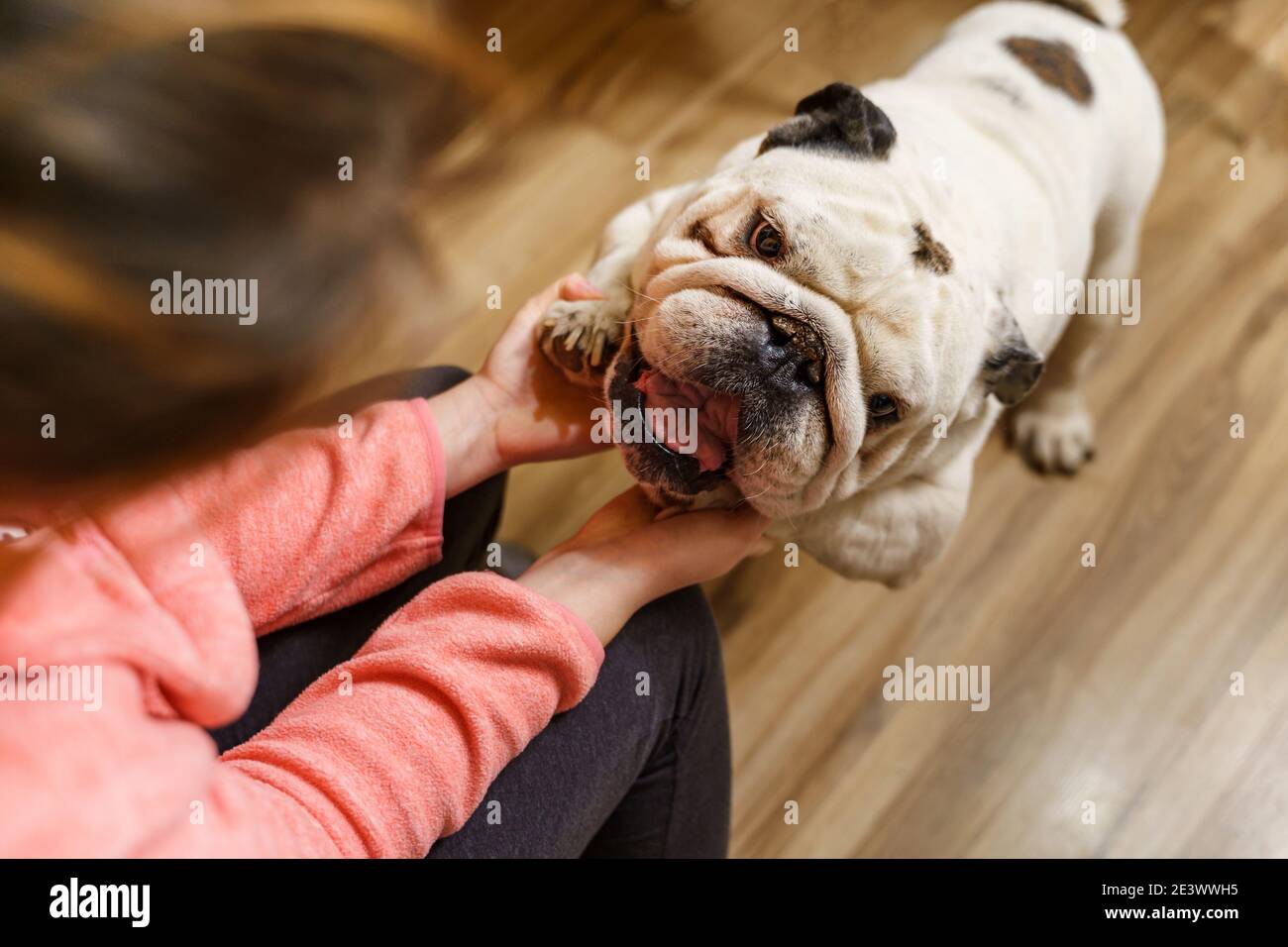 Nahaufnahme der Hände einer unbekannten kaukasischen Frau, die mit spielt Ihr Hund zu Hause - weiblich und ihr älterer alter englisch Bulldog Haustier Spaß zusammen Stockfoto