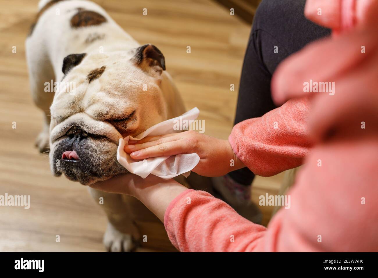 Unbekannte kaukasische Frau kümmert sich um ihren Haustier Hund - Hände von weiblichen Mädchen mit nassen wischen, um den Kopf zu reinigen Von ihrem Haustier erwachsenen älteren englischen Bulldogge Stockfoto